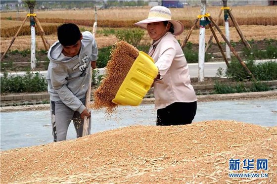 （新华全媒头条·图文互动）（10）庚子之丰——2020年河南夏粮丰收图景